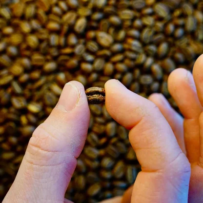 The Open Door Single Origin Colombian Pink Bourbon Coffee Bean