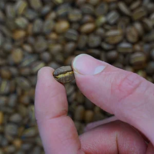 The Old Flame Single Coffee Bean