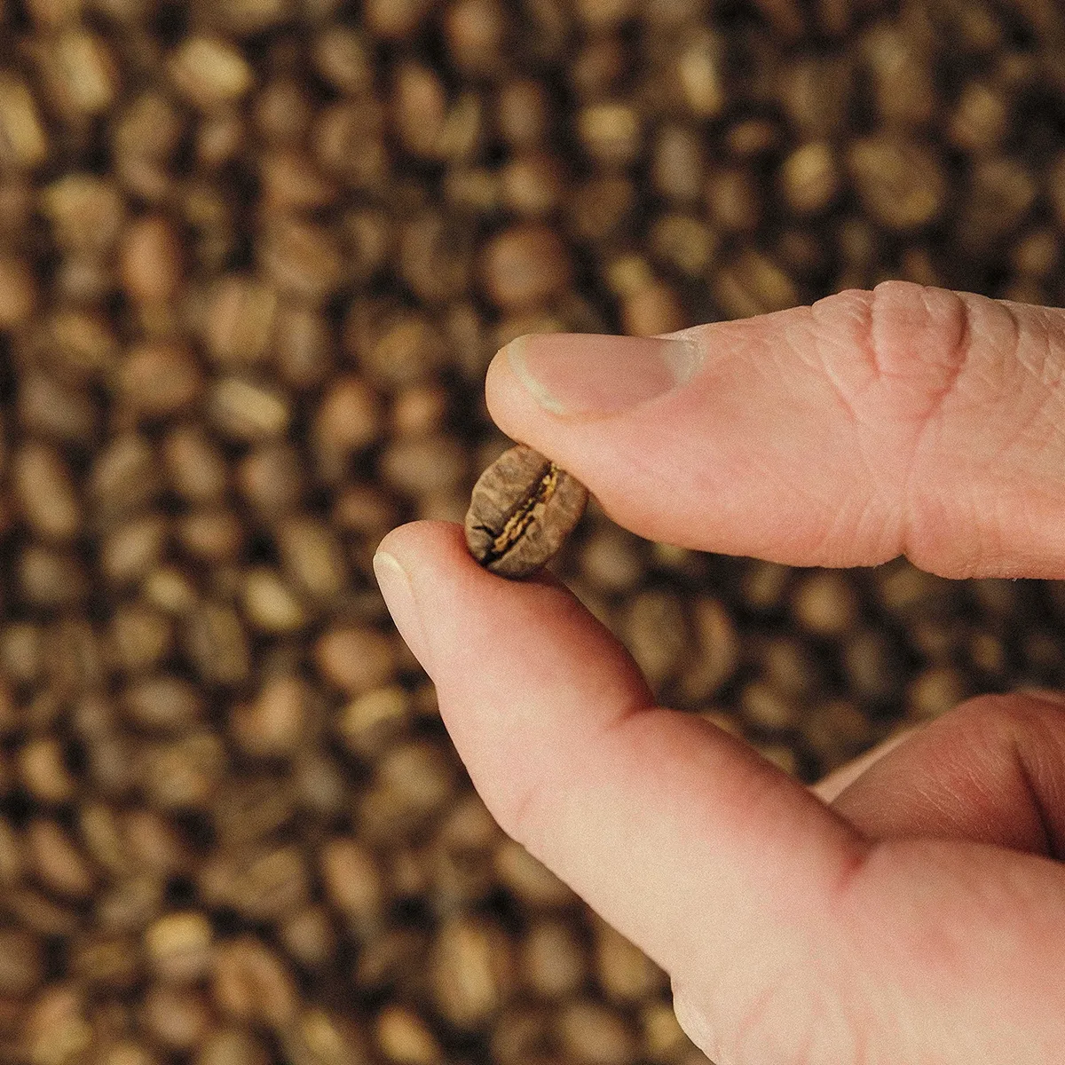 The Early Glow - Image 3