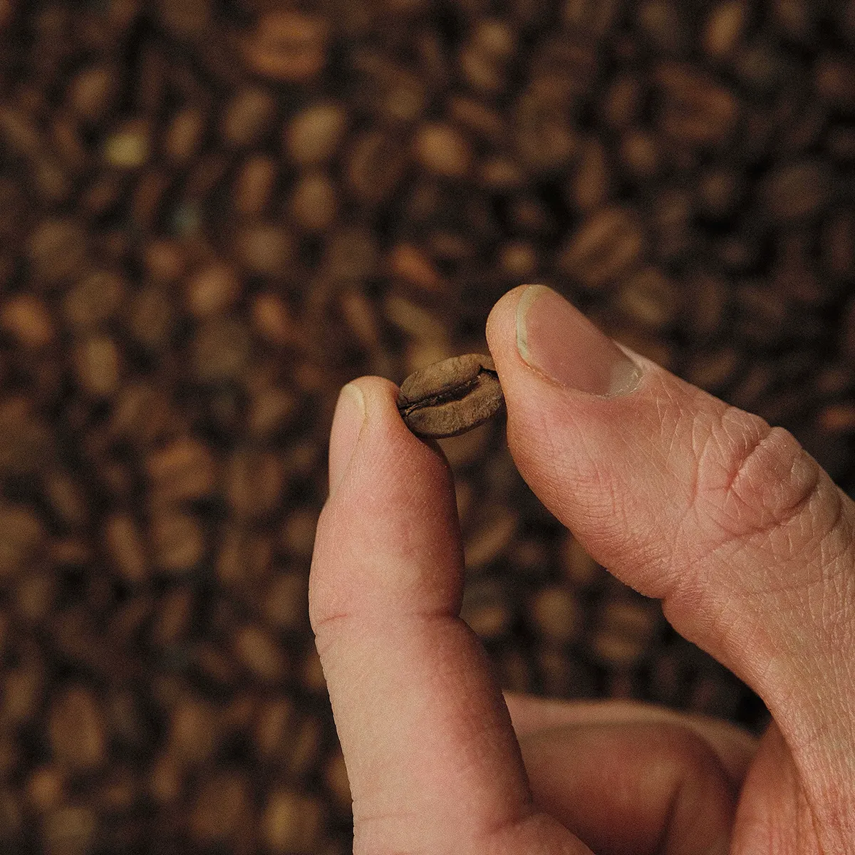 The Overcast - Image 3